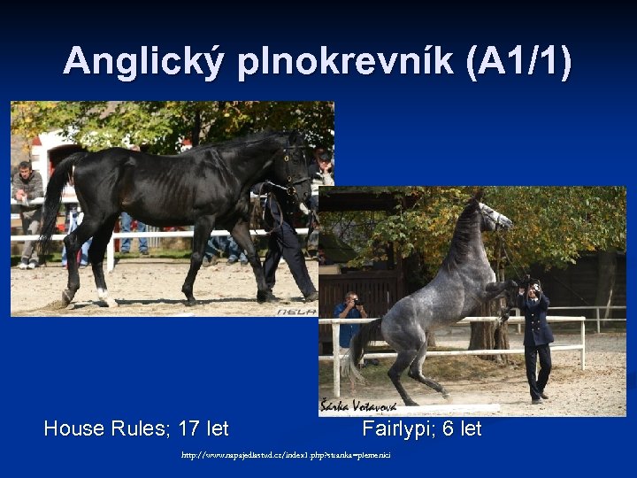 Anglický plnokrevník (A 1/1) House Rules; 17 let Fairlypi; 6 let http: //www. napajedlastud.