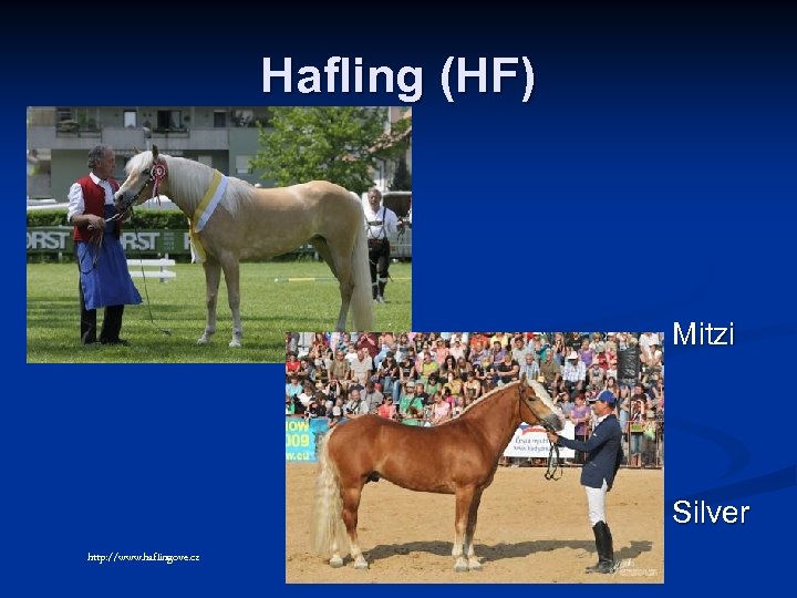 Hafling (HF) Mitzi Silver http: //www. haflingove. cz 