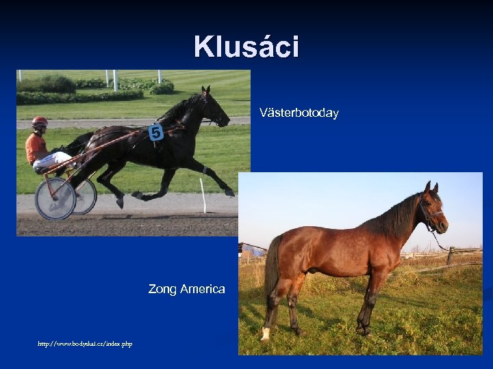 Klusáci Västerbotoday Zong America http: //www. bodyskal. cz/index. php 