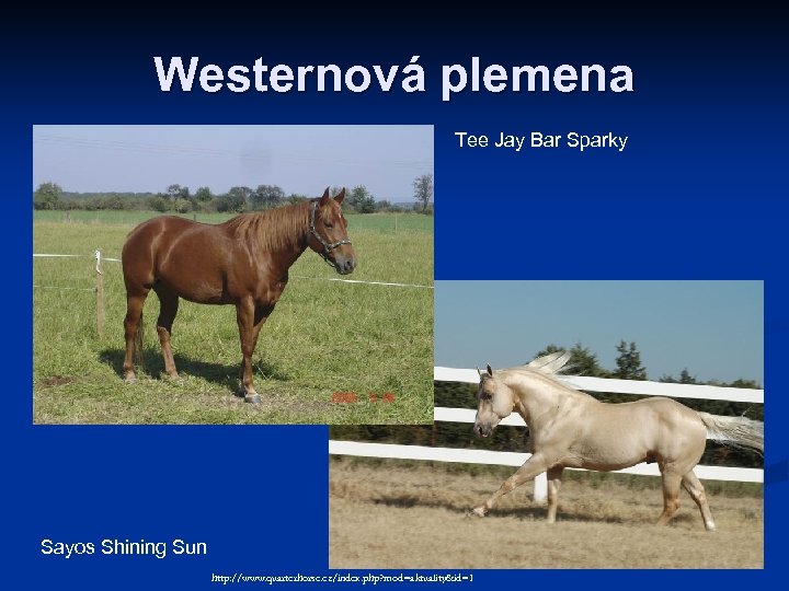 Westernová plemena Tee Jay Bar Sparky Sayos Shining Sun http: //www. quarterhorse. cz/index. php?
