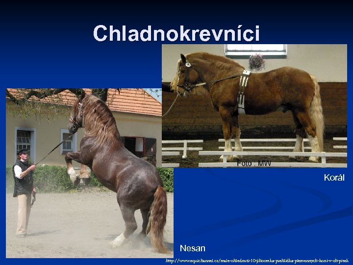 Chladnokrevníci Korál Nesan http: //www. equichannel. cz/male-ohlednuti-10 -jihoceska-prehlidka-plemennych-koni-v-zh-pisek 