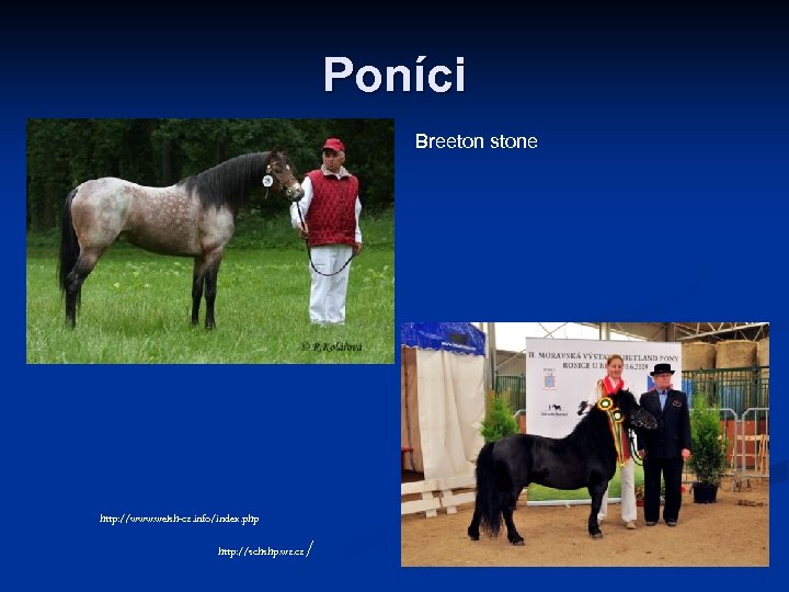 Poníci Breeton stone http: //www. welsh-cz. info/index. php / http: //schshp. wz. cz 