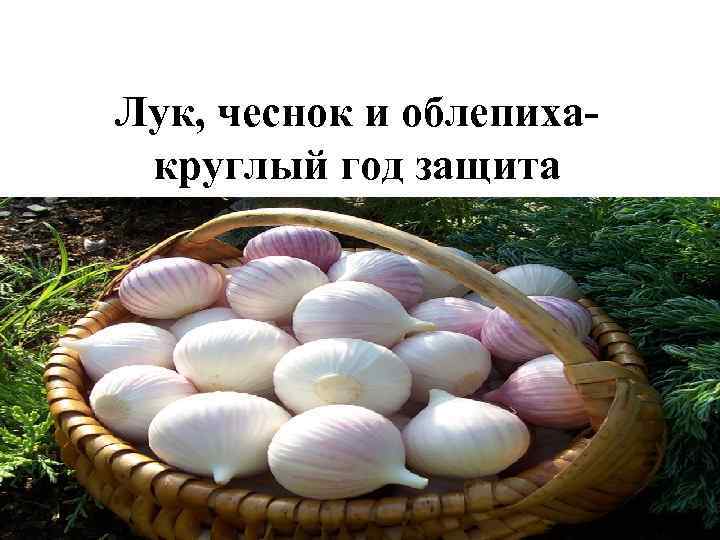 Лук, чеснок и облепихакруглый год защита 