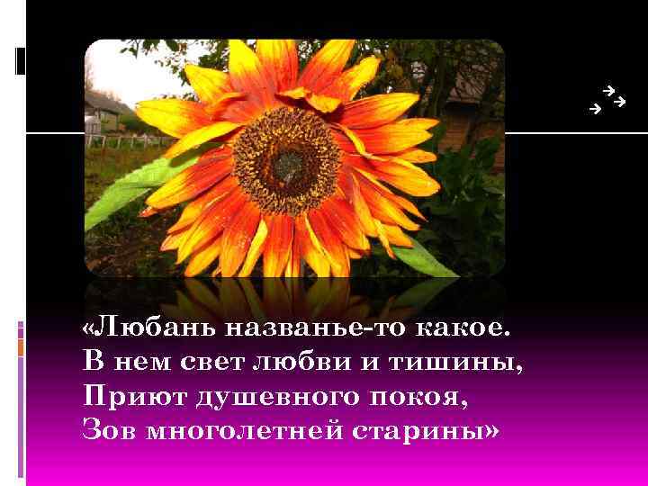 «Любань названье-то какое. В нем свет любви и тишины, Приют душевного покоя, Зов