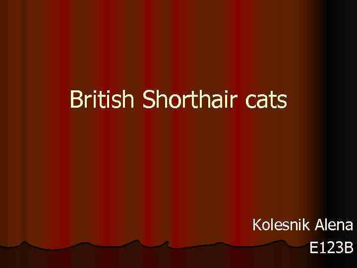 British Shorthair cats Kolesnik Alena E 123 B 