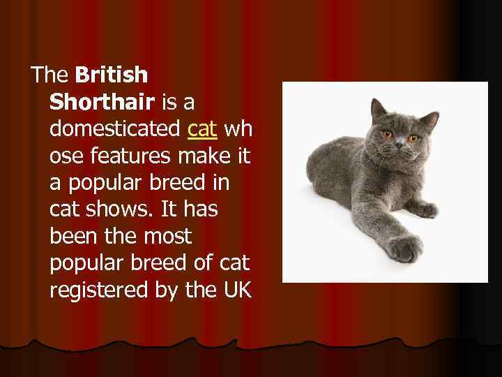 The British Shorthair is a domesticated cat wh ose features make it a popular