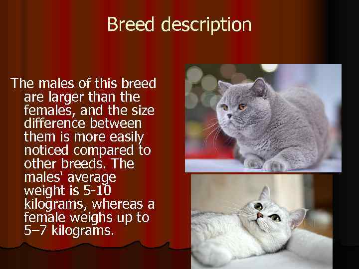 Breed description The males of this breed are larger than the females, and the