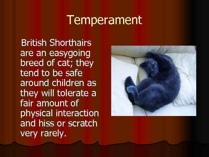 Temperament British Shorthairs are an easygoing breed of cat; they tend to be safe