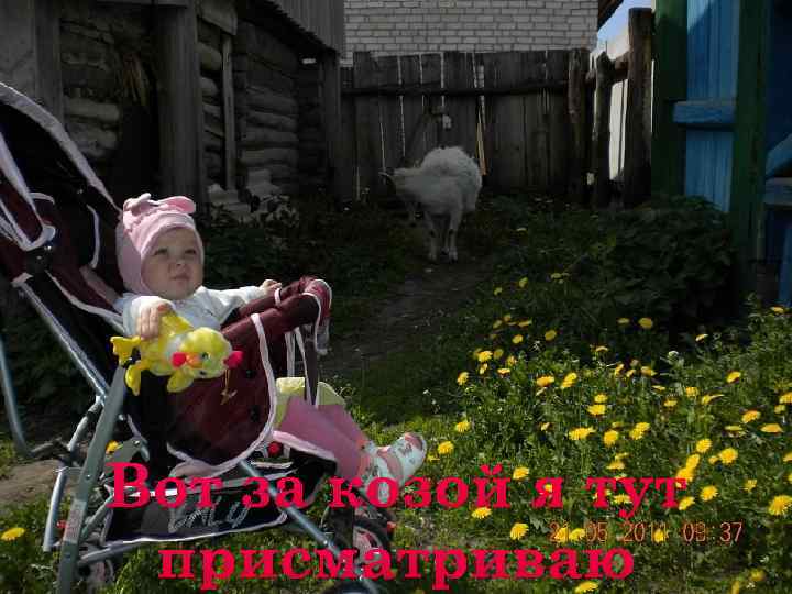 Вот за козой я тут присматриваю 