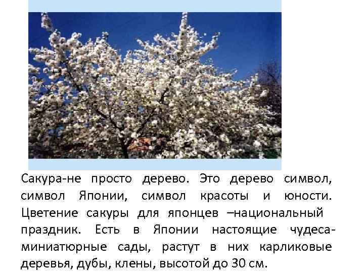 Сакура-не просто дерево. Это дерево символ, символ Японии, символ красоты и юности. Цветение сакуры