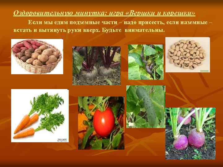 Оздоровительную минутка: игра «Вершки и корешки» Если мы едим подземные части – надо присесть,