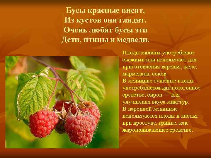 Бусы красные висят, Из кустов они глядят. Очень любят бусы эти Дети, птицы и