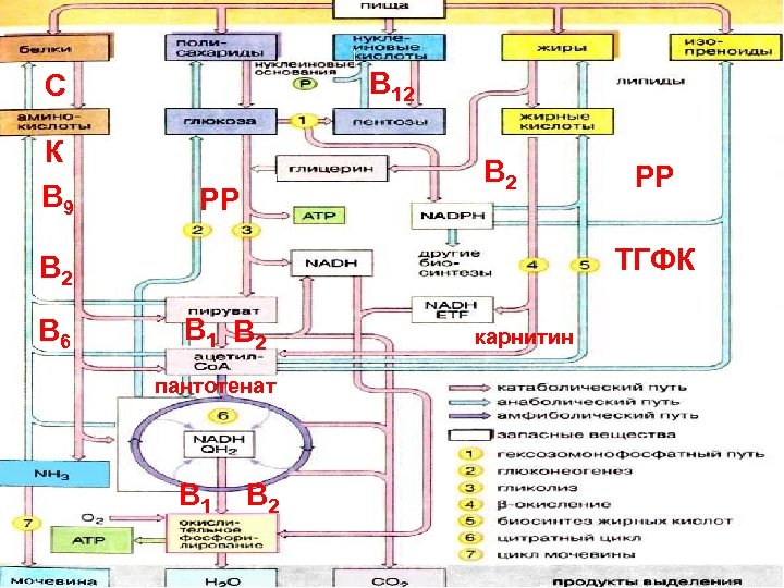 В 12 С К В 9 В 2 РР ТГФК В 2 В 6