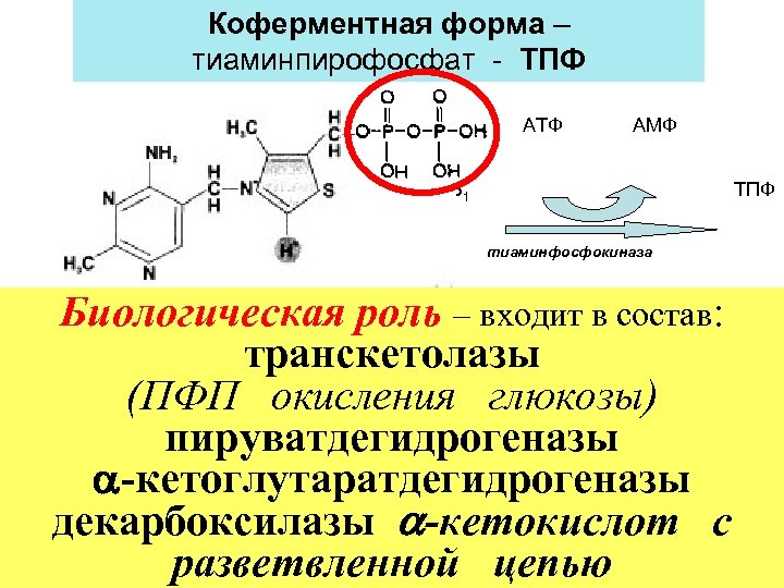 Коферментная форма – В 1 - ТИАМИН - антиневритный тиаминпирофосфат - ТПФ АТФ АМФ