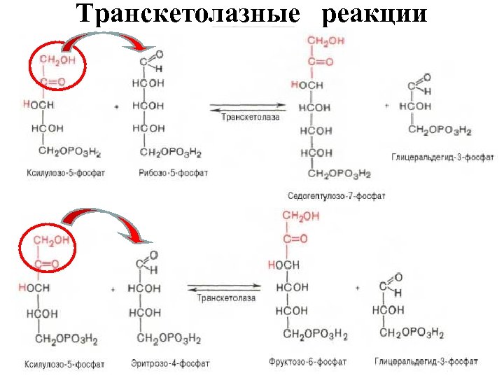 Транскетолазные реакции 