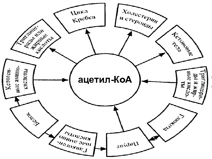 Пируватдегидрогеназный комплекс ацетил-Ко. А 