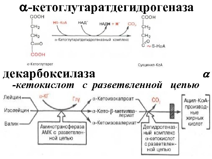  -кетоглутаратдегидрогеназа декарбоксилаза -кетокислот с разветвленной цепью 