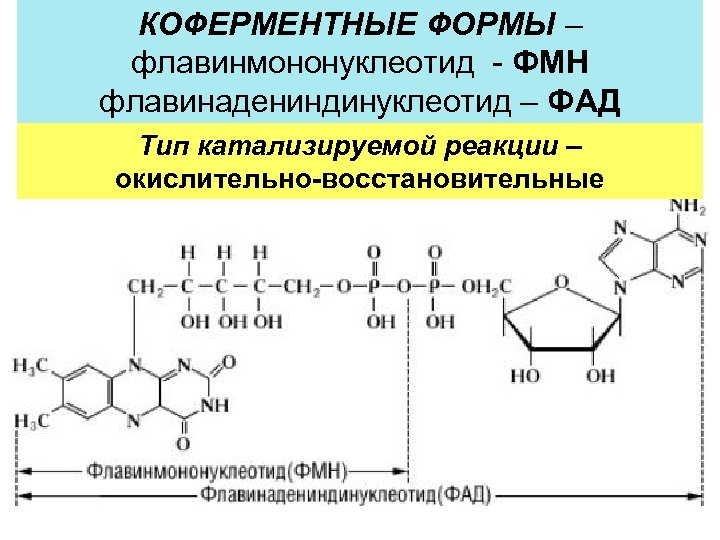 Формула форм. Витамин b2 коферментная форма. Кофермент витамина в2. Коферментные формы витамина в2. Рибофлавин коферментная форма.