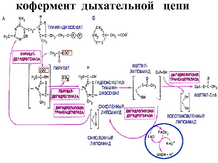 кофермент дыхательной цепи 