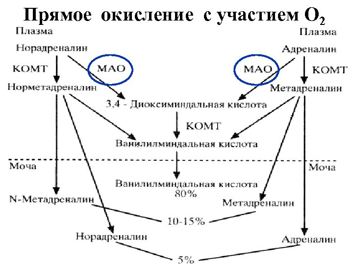 Прямое окисление с участием О 2 R-CH 2 -NH 2+ Е-ФАД + H 20