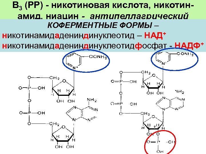 В 3 (РР) - никотиновая кислота, никотинамид, ниацин - антипеллагрический КОФЕРМЕНТНЫЕ ФОРМЫ – никотинамидадениндинуклеотид