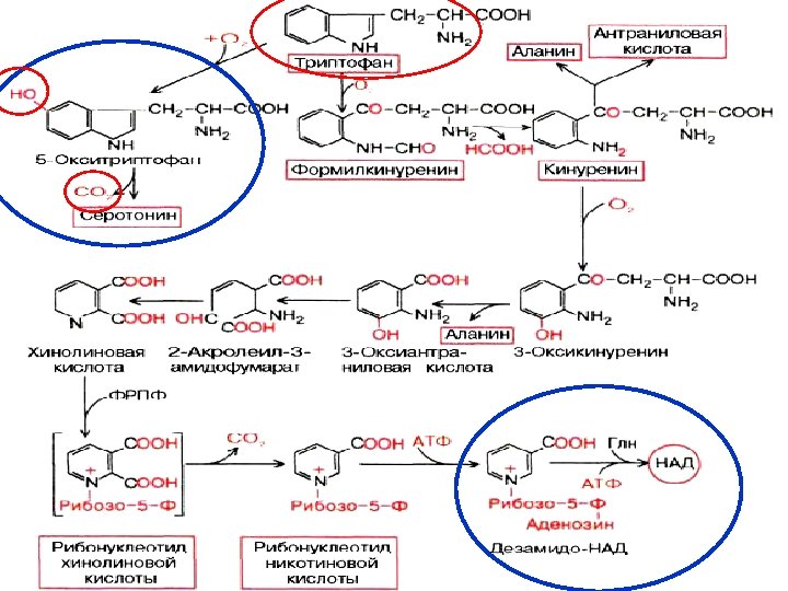 Обмена триптофана кинурениновый путь писать в виде схемы