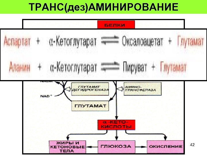 ТРАНС(дез)АМИНИРОВАНИЕ 42 