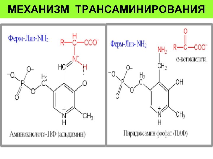 МЕХАНИЗМ ТРАНСАМИНИРОВАНИЯ 