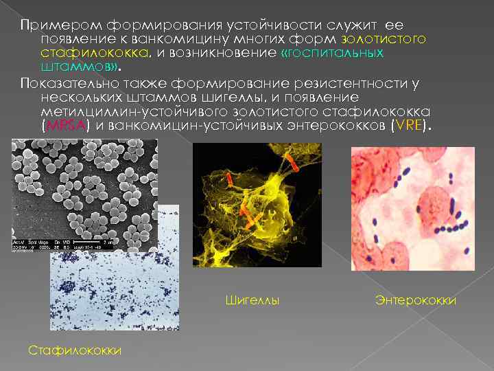 Примером формирования устойчивости служит ее появление к ванкомицину многих форм золотистого стафилококка, и возникновение