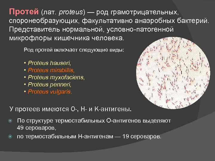 Протей (лат. proteus) — род грамотрицательных, споронеобразующих, факультативно анаэробных бактерий. Представитель нормальной, условно-патогенной микрофлоры