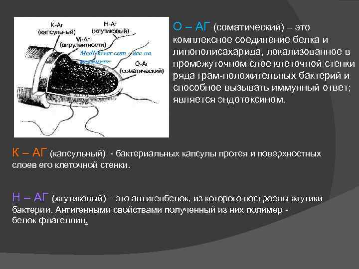  О – АГ (соматический) – это комплексное соединение белка и липополисахарида, локализованное в