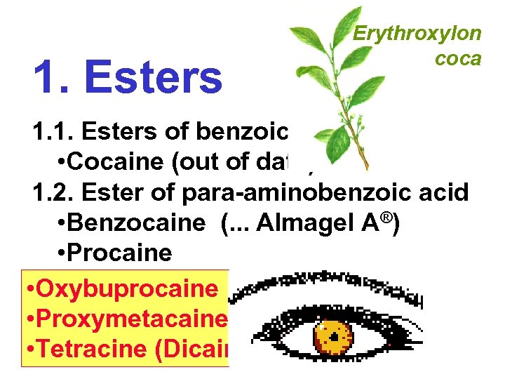 1. Esters Erythroxylon coca 1. 1. Esters of benzoic acid • Cocaine (out of