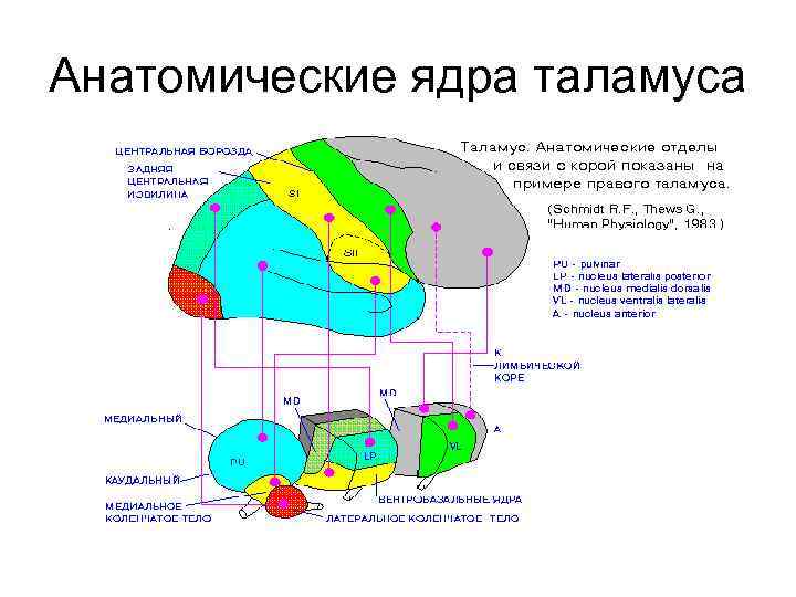 Анатомические ядра таламуса 