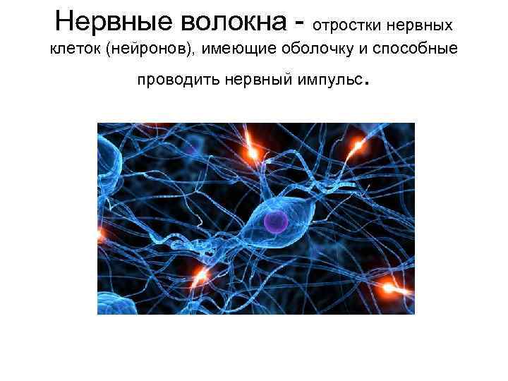 Нервные волокна отростки нервных клеток (нейронов), имеющие оболочку и способные проводить нервный импульс .