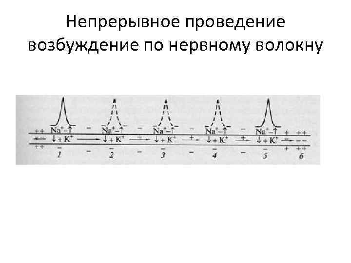 Непрерывное проведение возбуждение по нервному волокну 