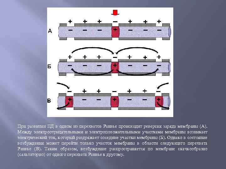 При развитии ПД в одном из перехватов Ранвье происходит реверсия заряда мембраны (А). Между