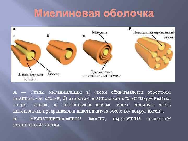 Миелиновая оболочка А — Этапы миелинизации: а) аксон обхватывается отростком шванновской клетки; б) отросток