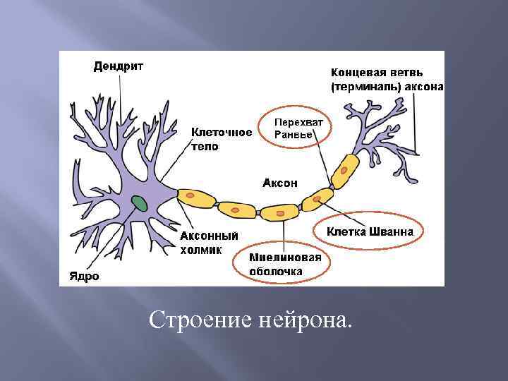 Строение нейрона. 