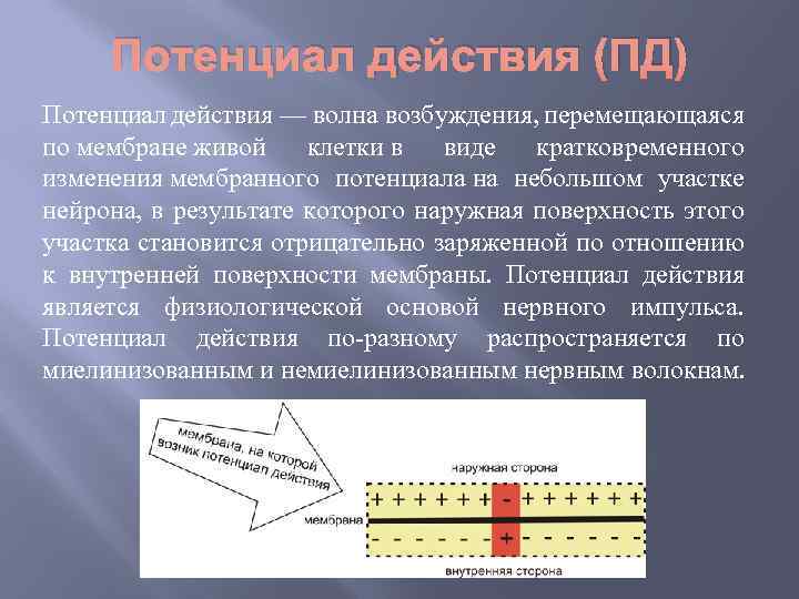 Потенциал действия (ПД) Потенциал действия — волна возбуждения, перемещающаяся по мембране живой клетки в