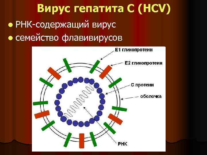 Вирус гепатита С (HСV) l РНК-содержащий вирус l семейство флавивирусов 