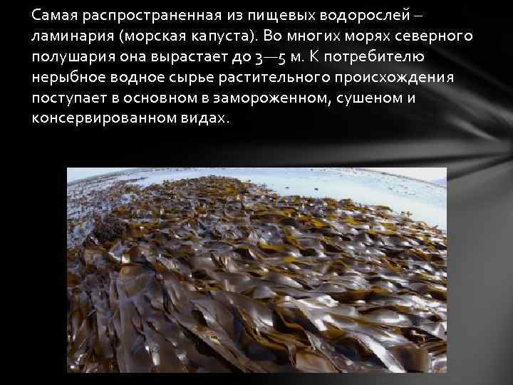 Самая распространенная из пищевых водорослей – ламинария (морская капуста). Во многих морях северного полушария