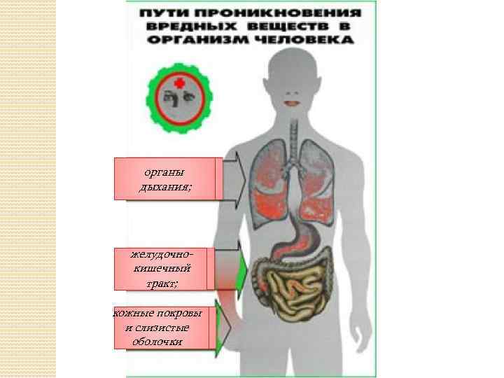 органы дыхания; желудочнокишечный тракт; кожные покровы и слизистые оболочки 