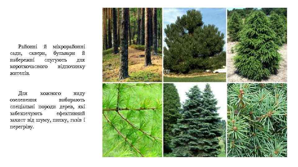 Районні й мікрорайонні сади, сквери, бульвари й набережні слугують для короткочасного відпочинку жителів. Для