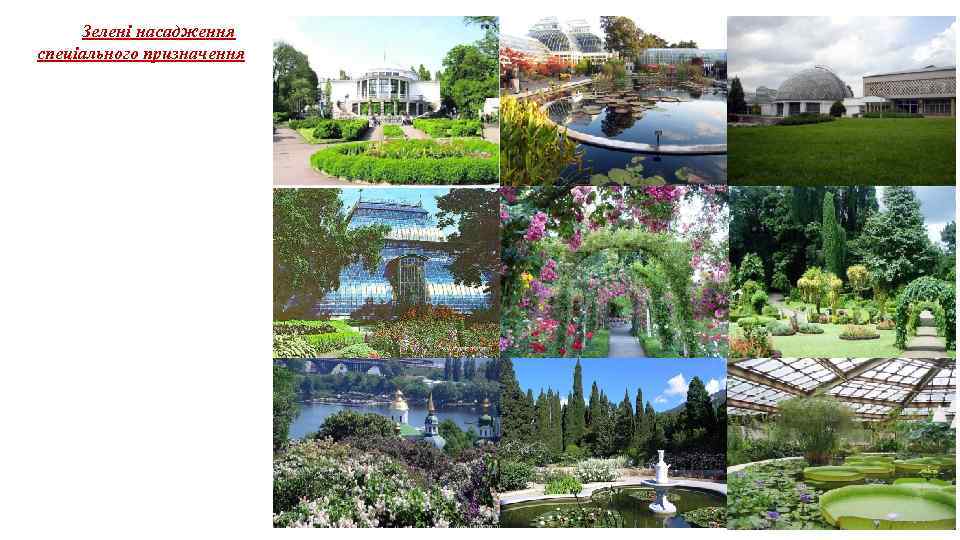 Зелені насадження спеціального призначення 