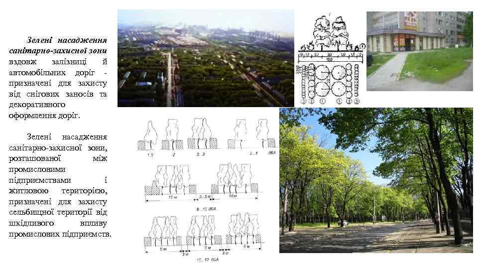 Зелені насадження санітарно-захисної зони вздовж залізниці й автомобільних доріг - призначені для захисту від