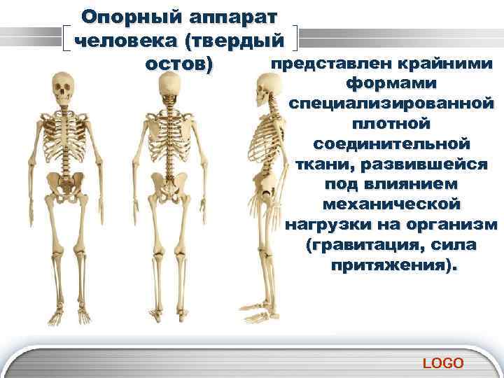 Опорный аппарат человека (твердый представлен крайними остов) формами специализированной плотной соединительной ткани, развившейся под