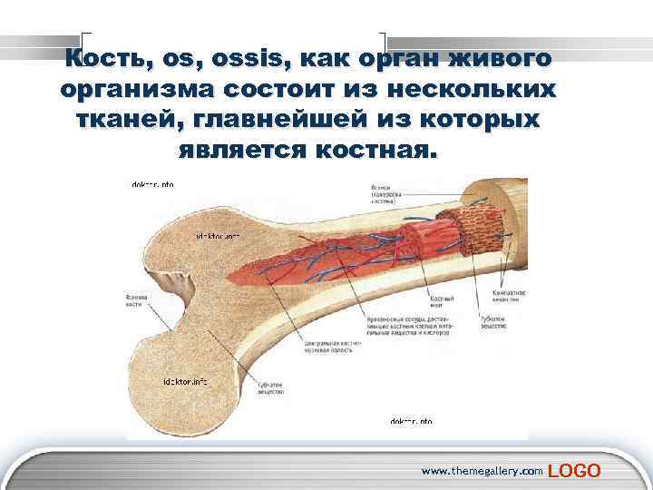 Кость, оssis, как орган живого организма состоит из нескольких тканей, главнейшей из которых является