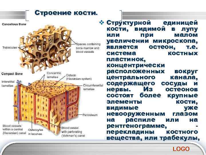 Строение кости. v Cтруктурной единицей кости, видимой в лупу или при малом увеличении микроскопа,