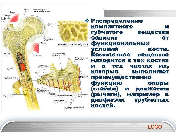 v Распределение компактного и губчатого вещества зависит от функциональных условий кости. Компактное вещество находится