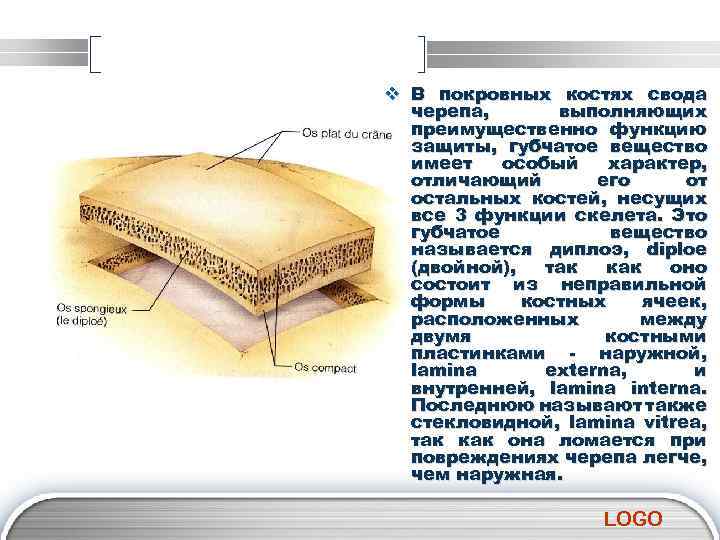 v В покровных костях свода черепа, выполняющих преимущественно функцию защиты, губчатое вещество имеет особый